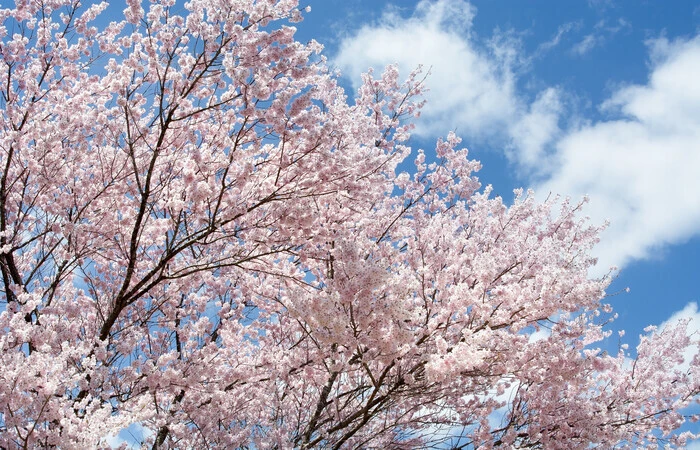 青空と咲き誇る小彼岸桜
