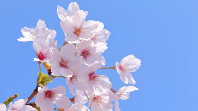 青空と咲き誇る小彼岸桜